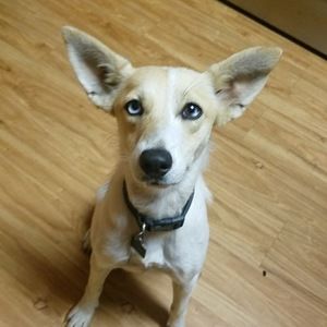 Meet your Posher, Patricia